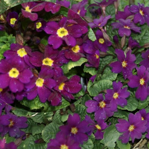 Primula juliae 'Purpurkissen' - Juulia priimula 'Purpurkissen' P9/0,55L  